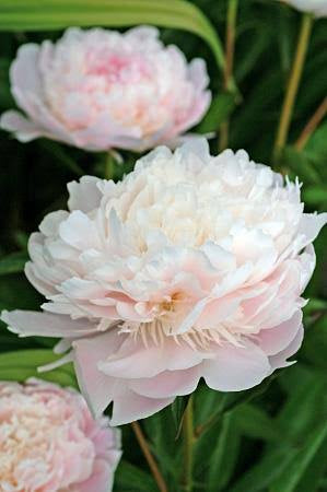 Peony Bouquet