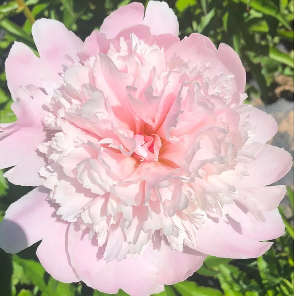 Peony Bouquet