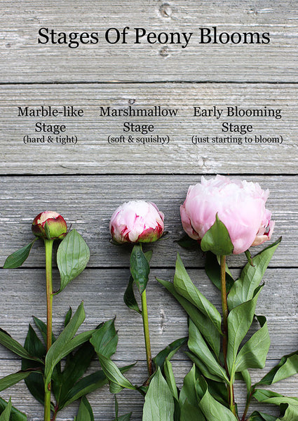 Peony Bouquet