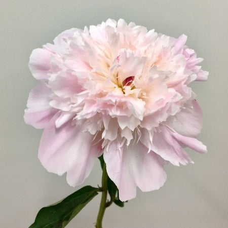 Peony Bouquet